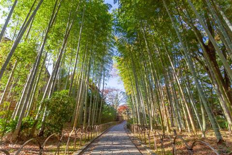 修善寺　竹林の小径